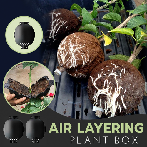 🍀2025 Upgraded🍀 Rooting Propagation Box with Drain🪴