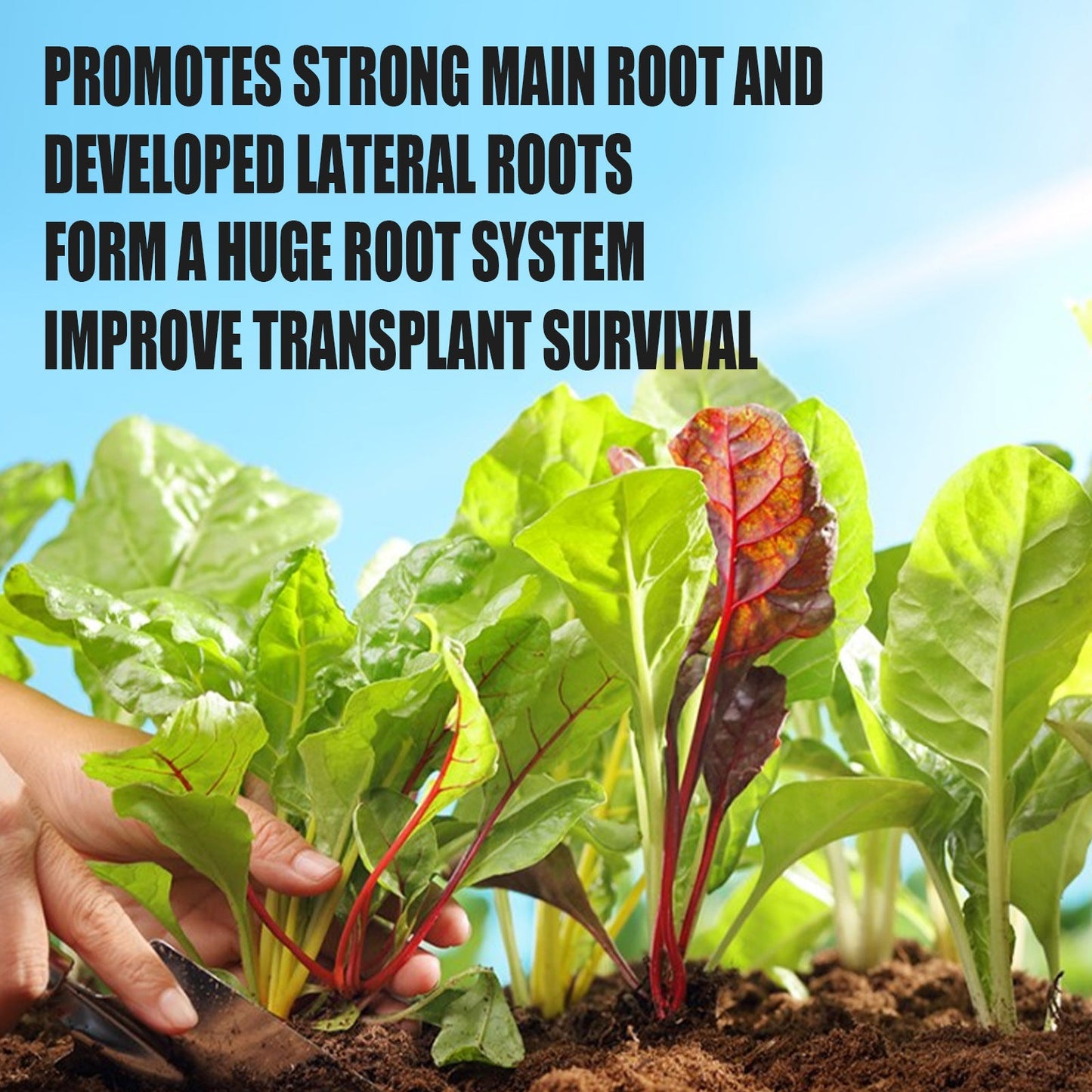 TurboRoot Accelerator Powder, Rooting Hormone Growth Enhancer Garden Fertilizers