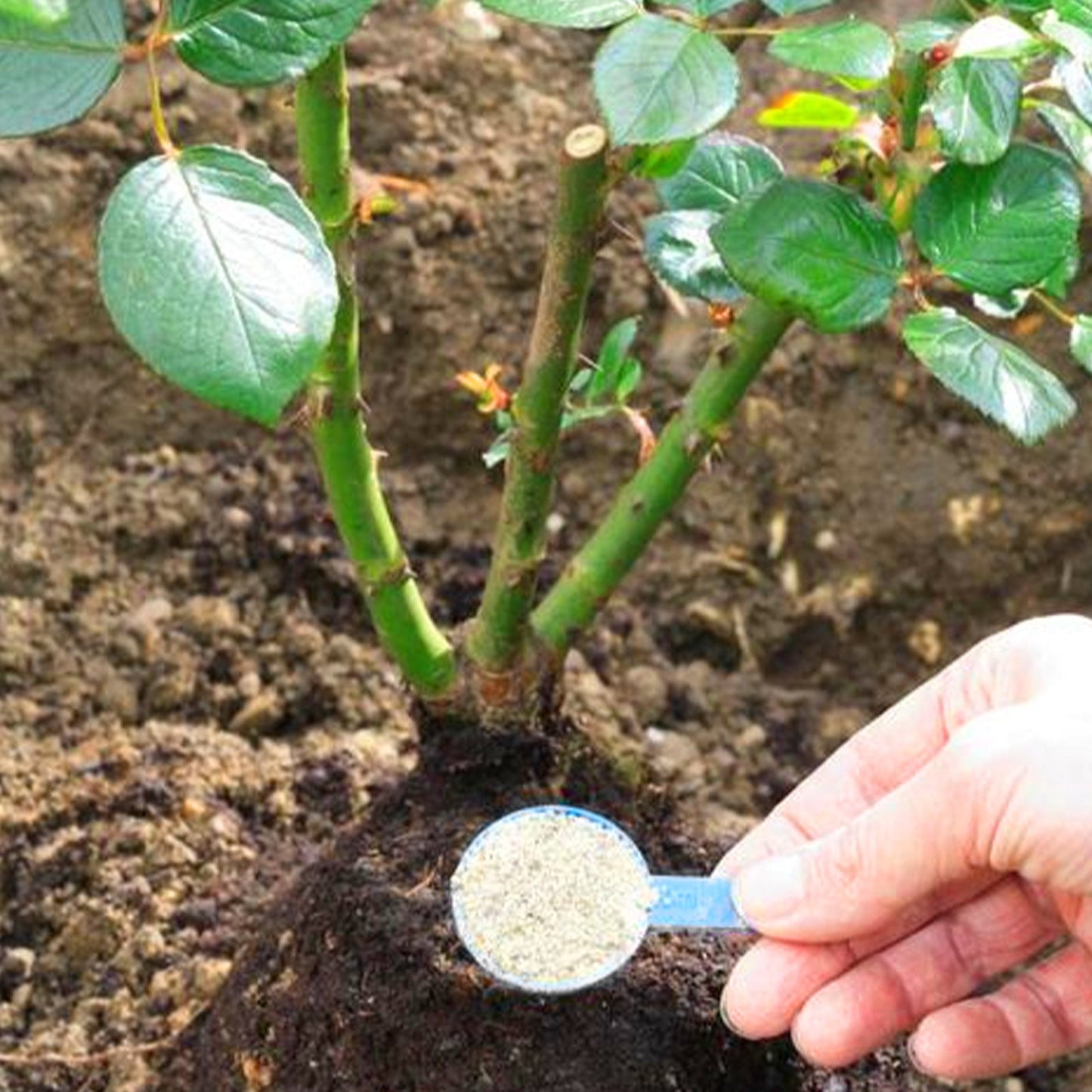 TurboRoot Accelerator Powder, Rooting Hormone Growth Enhancer Garden Fertilizers