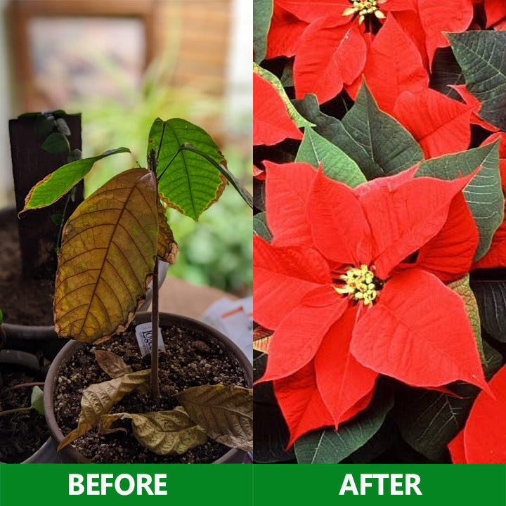 Nurbini® Slow-Release Plant Fertilizer Sticks