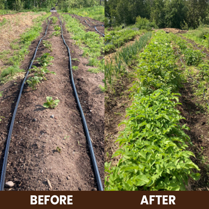 Soil Activated Treasure for Garden Beds, Flower Mixes, Lawns and Gardens, Soil Improvement, Nutrient Absorption Improvement