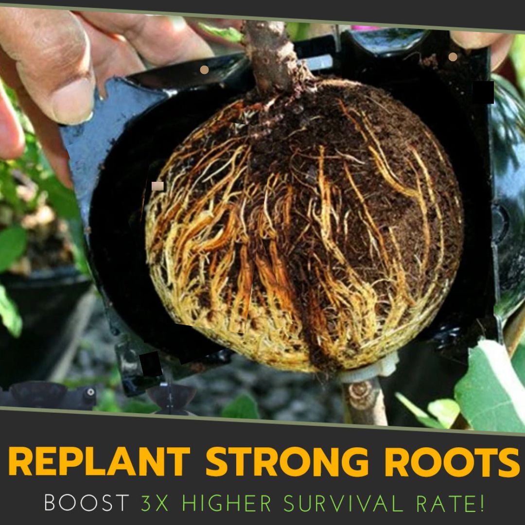 🍀2025 Upgraded🍀 Rooting Propagation Box with Drain🪴