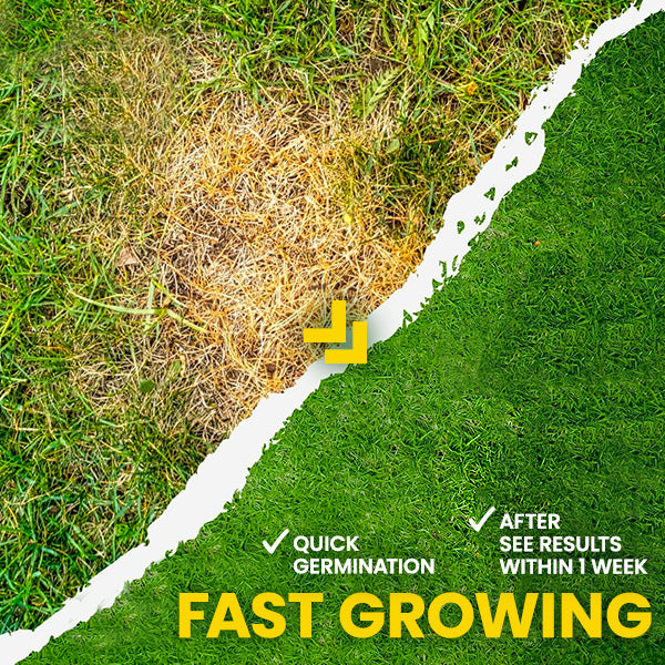 Nurbini®  Lawn Grass Sunny Spray