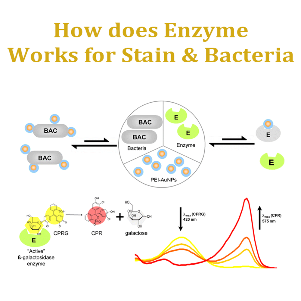 RICPIND® Enzymatic StainVanish Remover