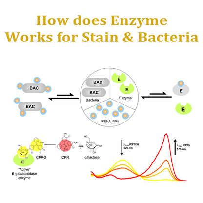 RICPIND® Enzymatic StainVanish Remover