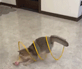 MCOIKY® S-Shape Foldable Cat Tunnel – Stop Midnight Zoomies